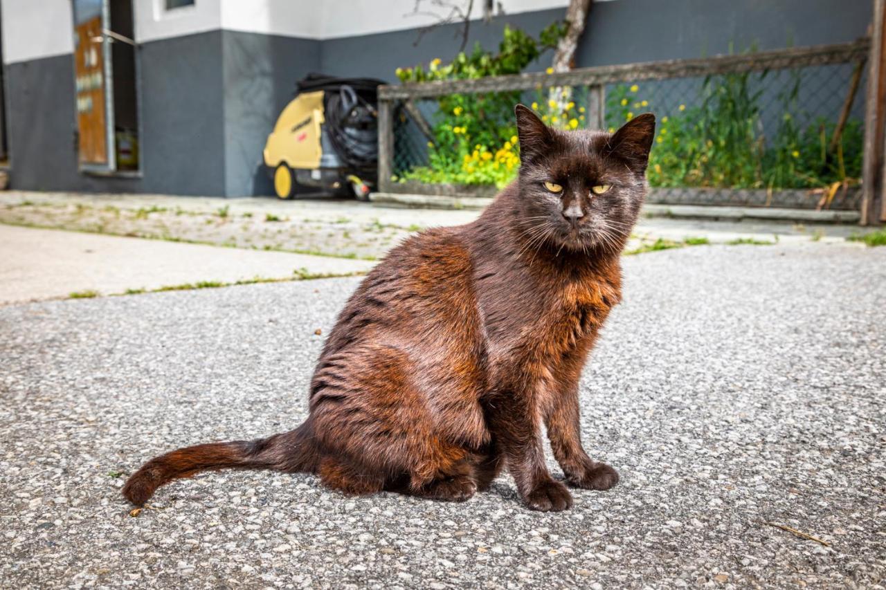 Biohof Untergrabenbauer Apartamento Lidaun Exterior foto